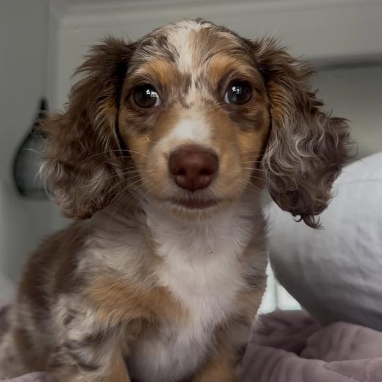 Bugsy 1