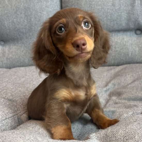 Lila 1